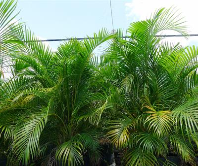 Dypsis lutescens